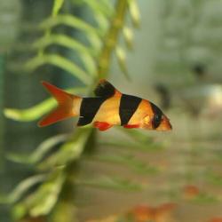 Glasmeerval Kryptopterus bicirrhis