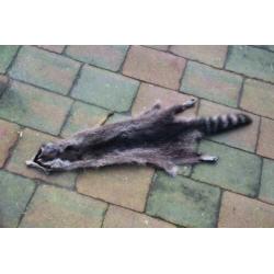 Huid van een Amerikaanse wasbeer: Raccoon