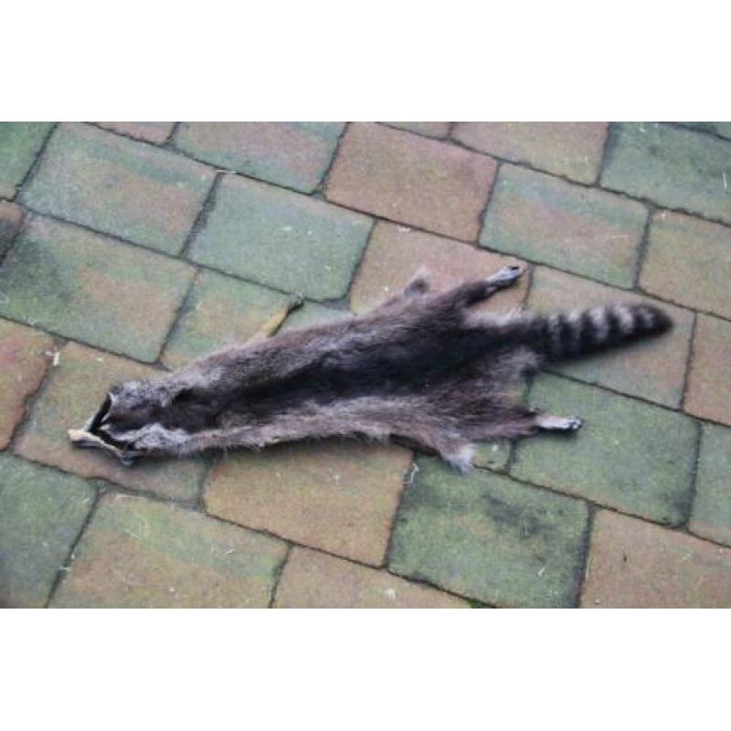 Huid van een Amerikaanse wasbeer: Raccoon