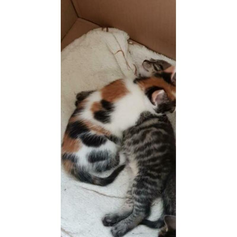 Kittens
