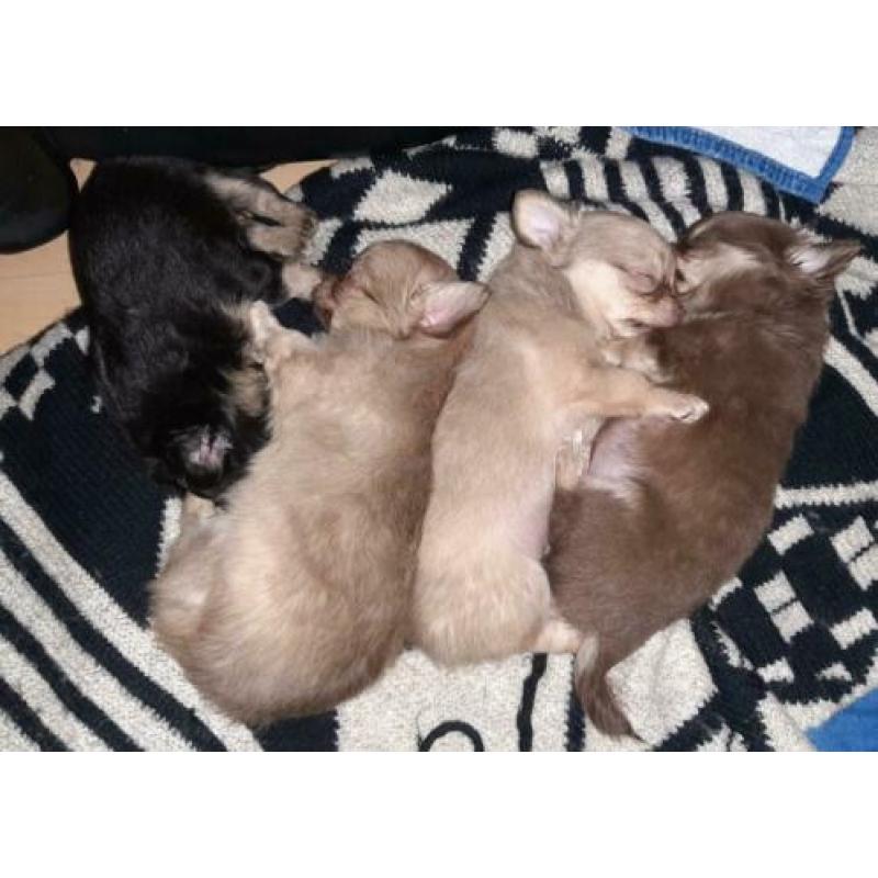 Raszuivere Chihuahua pup blonde reu te koop