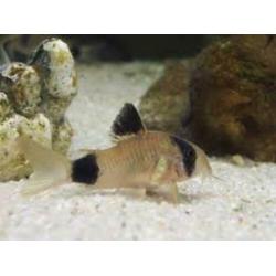 Glasmeerval Kryptopterus bicirrhis