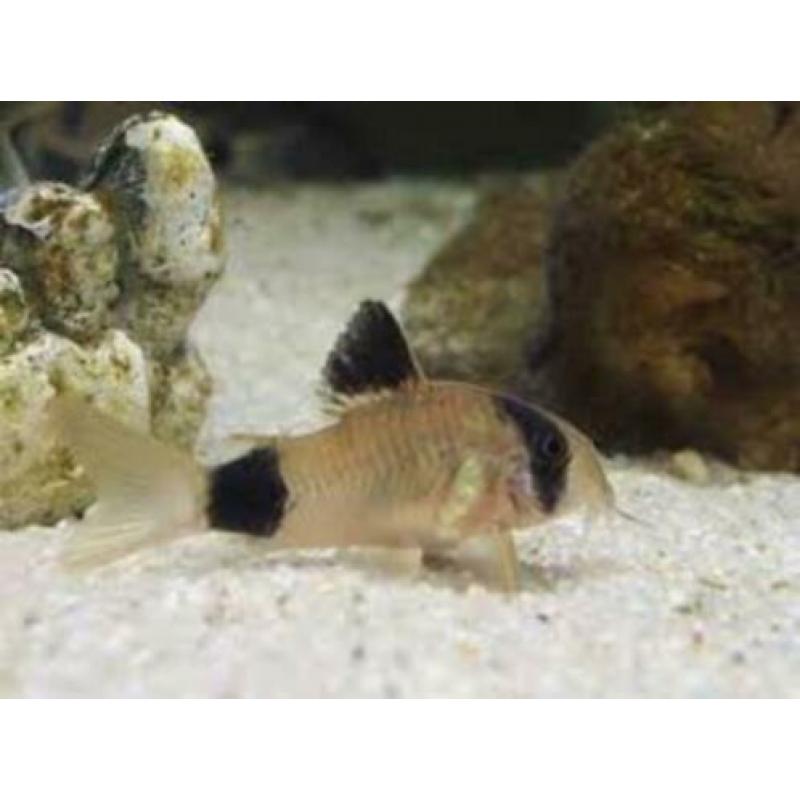 Glasmeerval Kryptopterus bicirrhis