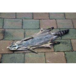 Huid van een Amerikaanse wasbeer: Raccoon