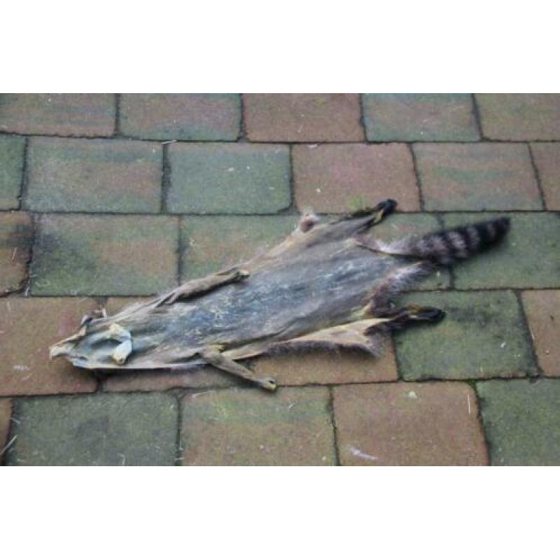 Huid van een Amerikaanse wasbeer: Raccoon