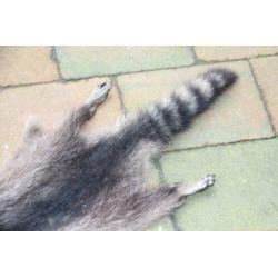 Huid van een Amerikaanse wasbeer: Raccoon