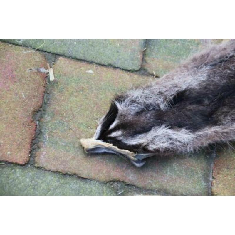Huid van een Amerikaanse wasbeer: Raccoon