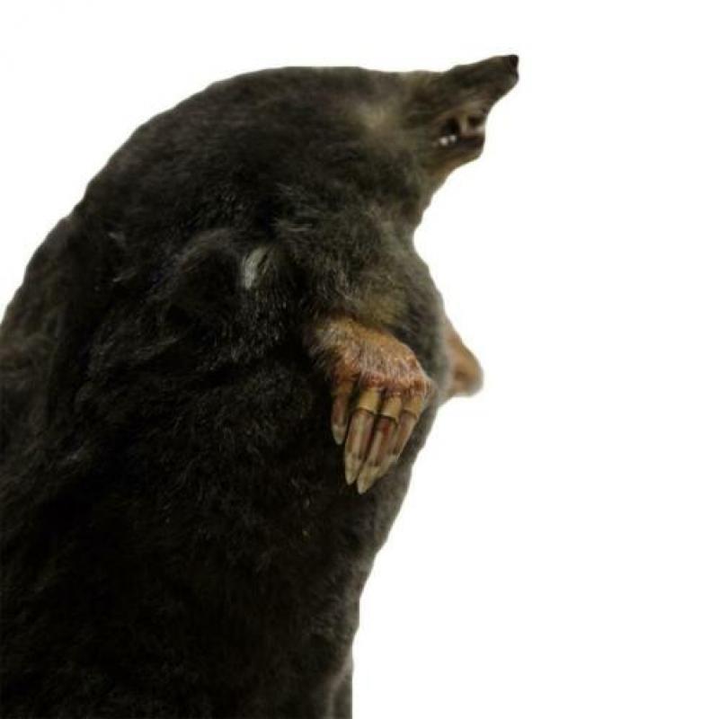 Leuk opgezet molletje!!
