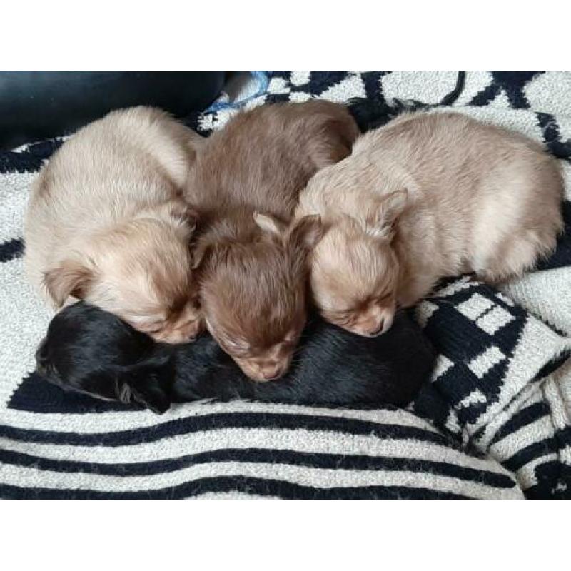 Raszuivere Chihuahua pup blonde reu te koop