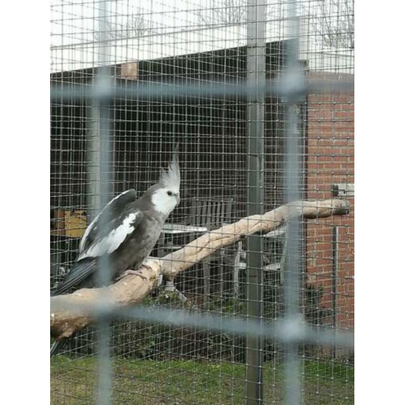 Broedrijpe valkparkiet witmasker