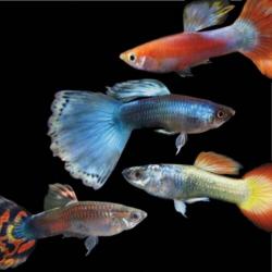 Glasmeerval Kryptopterus bicirrhis
