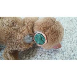 Super schattig gehavend knuffel aapje