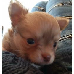 Raszuivere Chihuahua pup blonde reu te koop