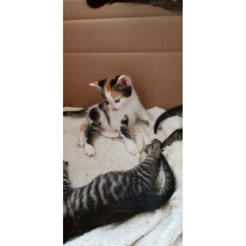 Kittens