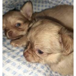 Raszuivere Chihuahua pup blonde reu te koop