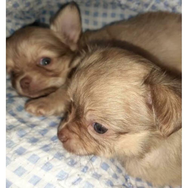 Raszuivere Chihuahua pup blonde reu te koop