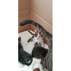 Kittens