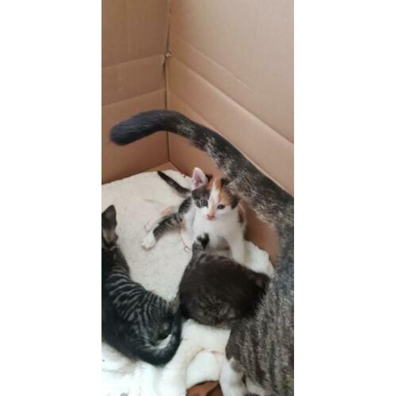 Kittens