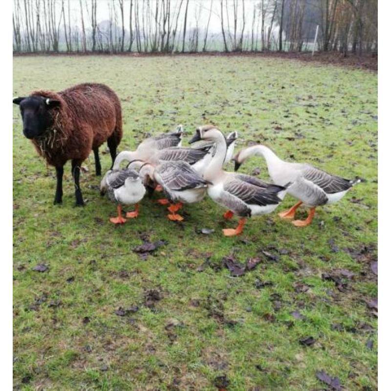 Chinese knobbelgans