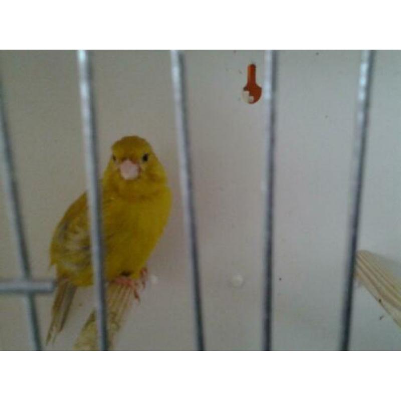 zingende kanarie met sierkooi, broedkooi stellen
