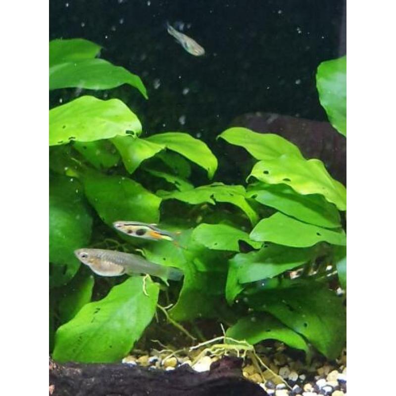 N Klasse lime green endlers