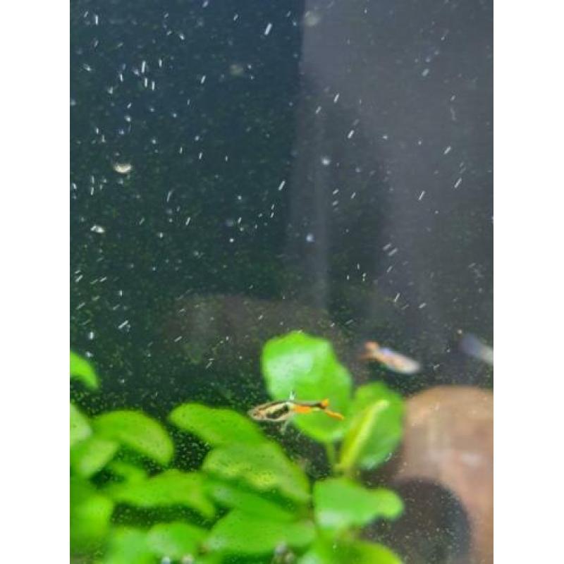 N Klasse lime green endlers
