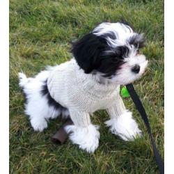 Hondenkleding trui gebreide sweater hondentrui hond 18 CM