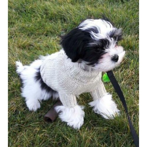 Hondenkleding trui gebreide sweater hondentrui hond 18 CM