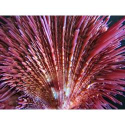 Schelpen: Zeldzame Spondylus visayensis **TOP**XL**
