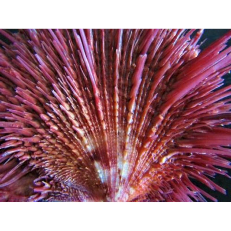 Schelpen: Zeldzame Spondylus visayensis **TOP**XL**