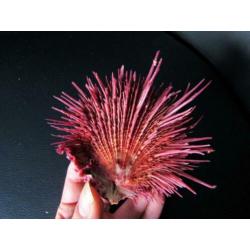 Schelpen: Zeldzame Spondylus visayensis **TOP**XL**