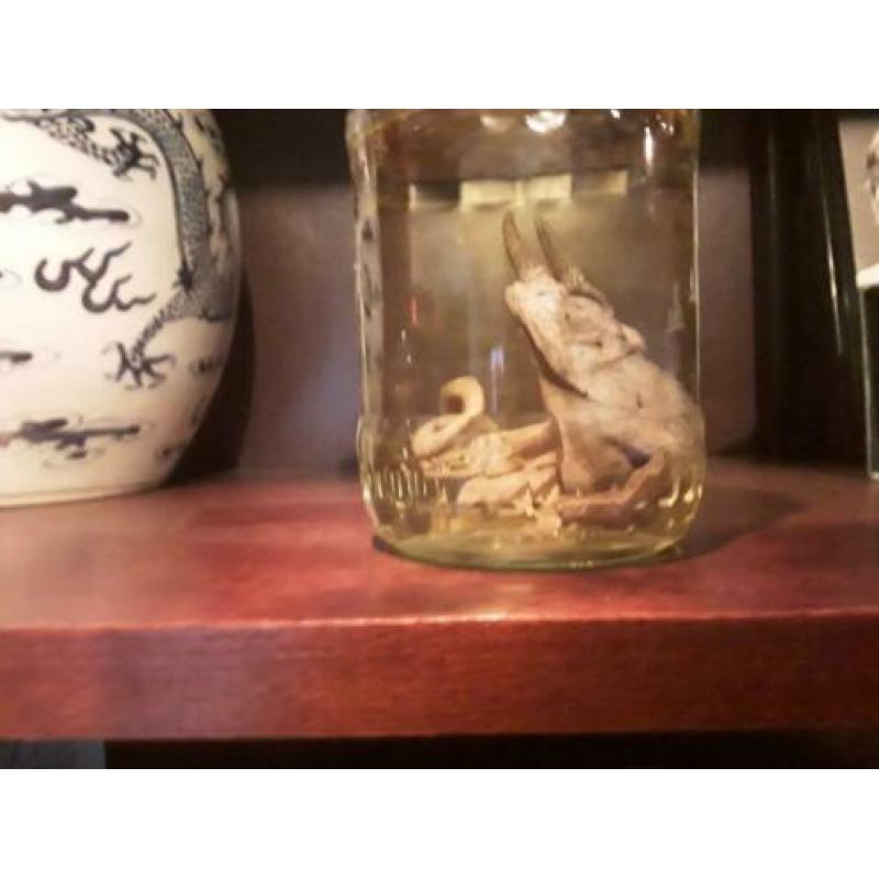 Verschillende dieren op sterk water