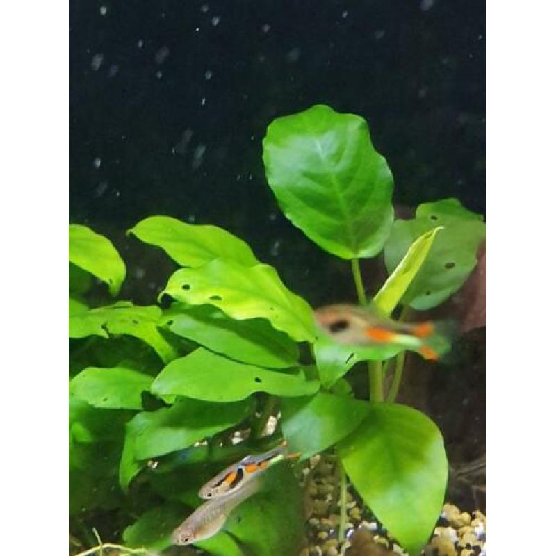 N Klasse lime green endlers