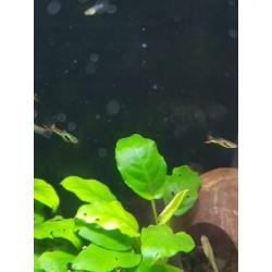 N Klasse lime green endlers