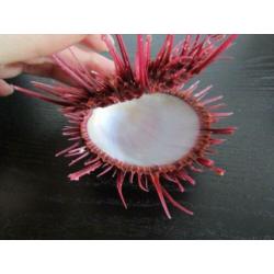 Schelpen: Zeldzame Spondylus visayensis **TOP**XL**