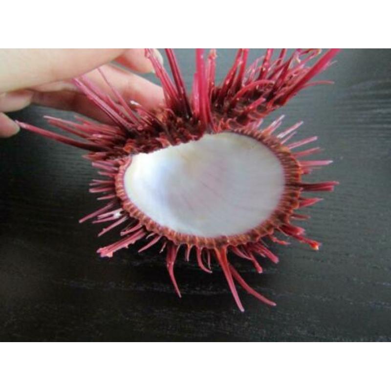 Schelpen: Zeldzame Spondylus visayensis **TOP**XL**
