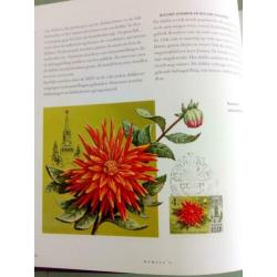 Dahlia's. In moestuin potten en borders