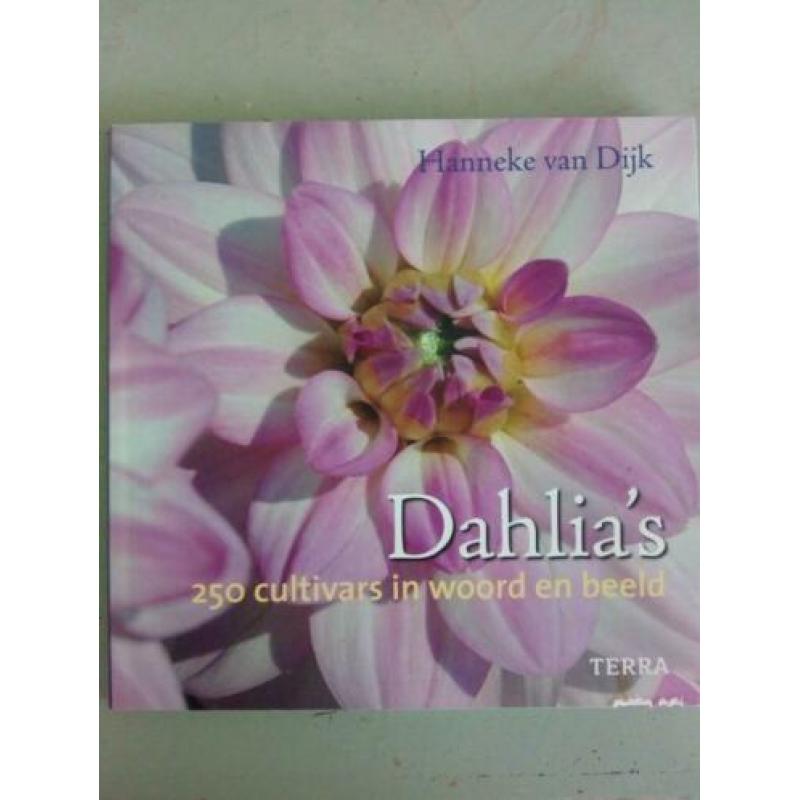 Dahlia's. In moestuin potten en borders