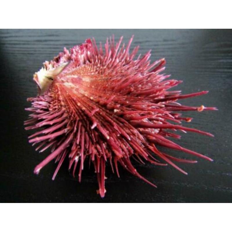 Schelpen: Zeldzame Spondylus visayensis **TOP**XL**