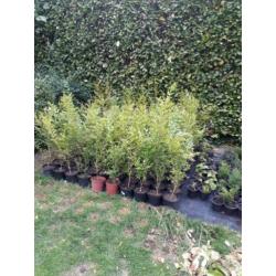 Mooie liguster struiken in pot