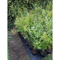 Mooie liguster struiken in pot