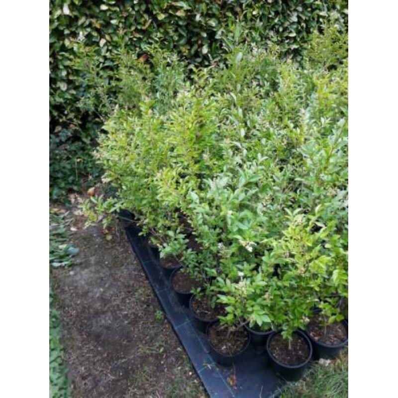 Mooie liguster struiken in pot