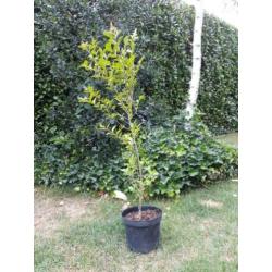 Mooie liguster struiken in pot