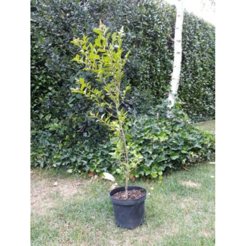 Mooie liguster struiken in pot