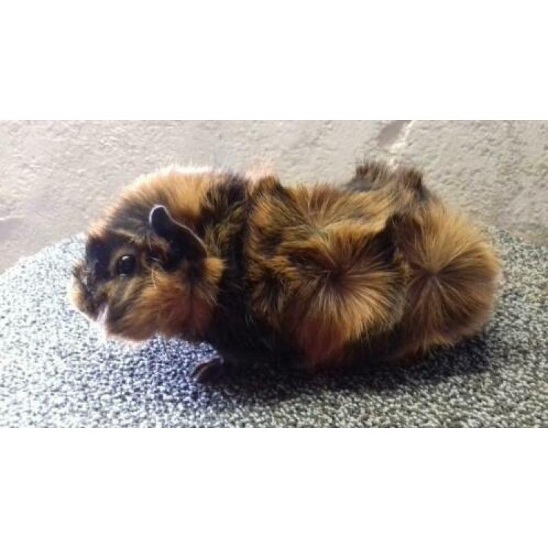 Borstelhaar brindle zeugjes