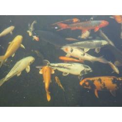 koi karpers te koop