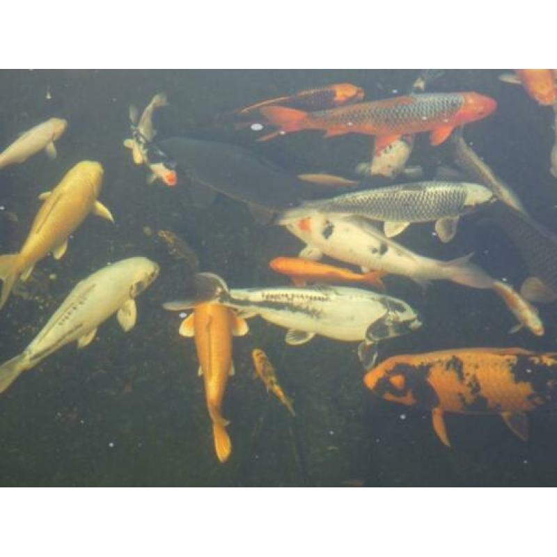koi karpers te koop