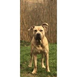 Goudenmand gezocht voor boerboel x pitbull xl tricolor gen