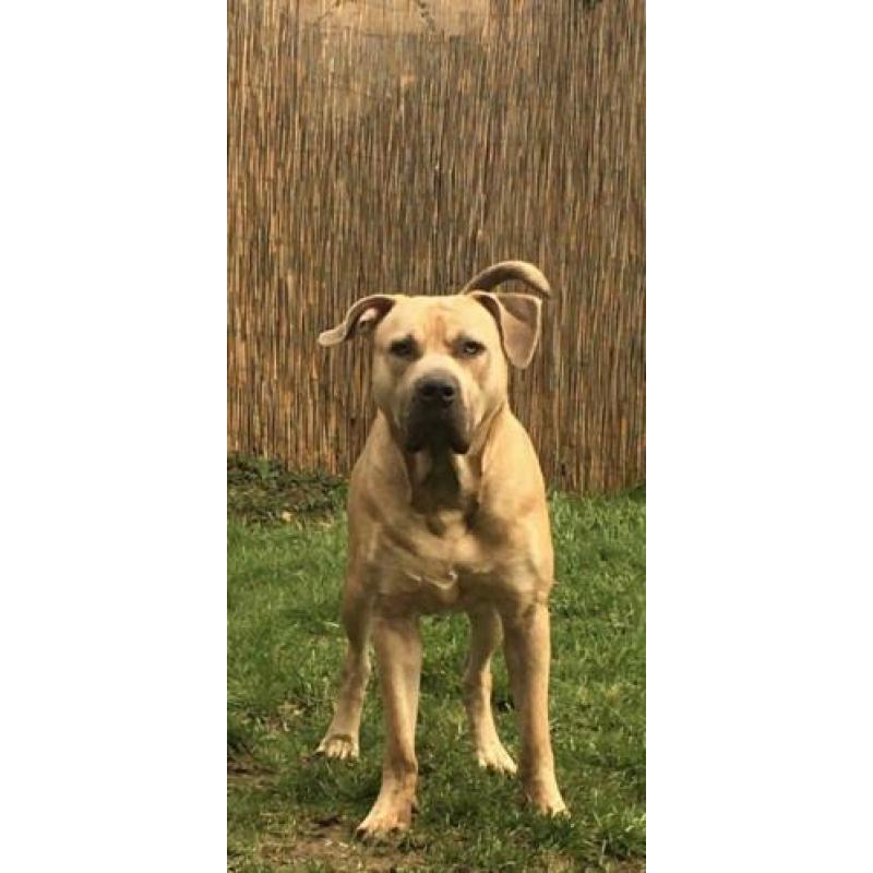 Goudenmand gezocht voor boerboel x pitbull xl tricolor gen