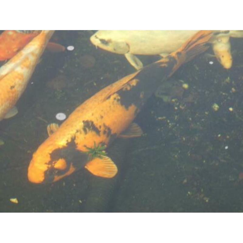 koi karpers te koop